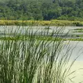 Мазутни топчета плуват във водата край плаж Аркутино