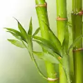 Bamboo