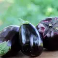 Do Eggplants Cause Any Harm?