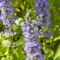 Ajuga