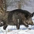 Сънища за диво прасе - символика и значение