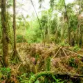 Unique Walking Trees in Ecuador are Being Chopped Down Massively