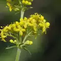 Здравословни ползи от еньовче