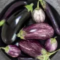 What Does an Eggplant Contain?