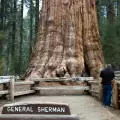 General Sherman Tree