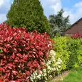 Вечнозелена Фотиния (Photinia)