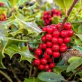 Джел, Самодивски чимшир (Ilex aquifolium)