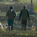 Магически съвети за избиране на куче