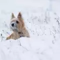 Защо кучетата ядат сняг