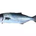 Bluefish