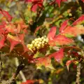 Махония холи (Mahonia aquifolium)