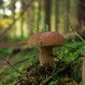 What Do Porcini Mushrooms Look Like?