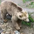 A Bear Hero Saves a Crow from Certain Death