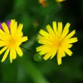 Hieracium