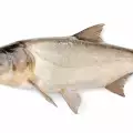 Bighead Carp