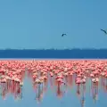 Езерото Накуру (Nakuru Lake)