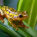 Indians Wed Frogs Together to Drive Away the Drought