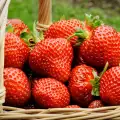 Strawberries