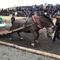 Разлог ще е домакин за 28-ми път на състезание с тежковозни коне