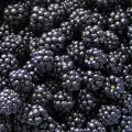 How to Dry Blackberries?