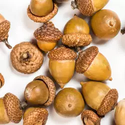 Health Benefits of Acorns