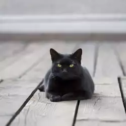 The Black Cat - Bad Luck or Just Superstition?