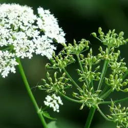 Непознатата индийска подправка Ажгон-Аджвайн (Ajwain)