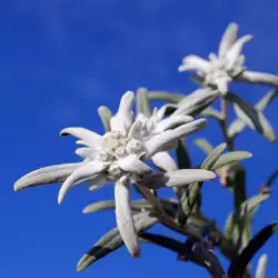 Legends of the Edelweiss Flower