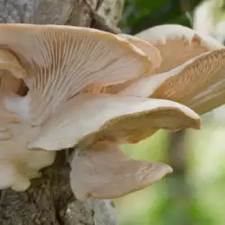 Oyster Mushroom