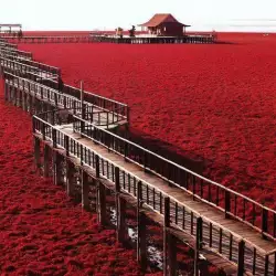 Червеният плаж в Панджин