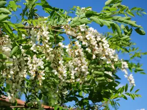 Acacia