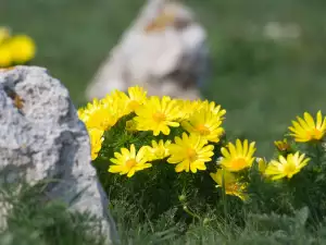 Билка пролетен горицвет