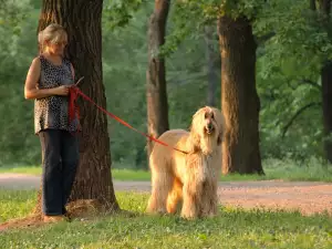 Дългокосмести породи кучета