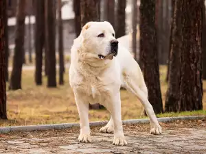 Характер и поведение на Алабай