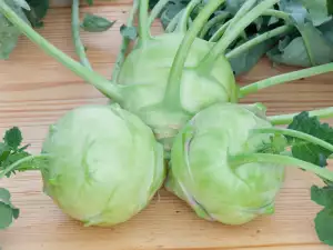 Heads of Kohlrabi