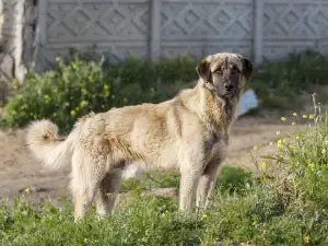 Характер и поведение на Кангал