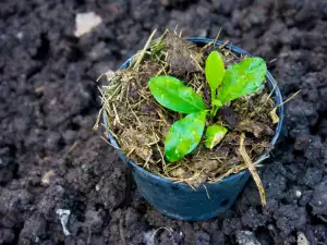 ¿Cómo crecen los aguacates?