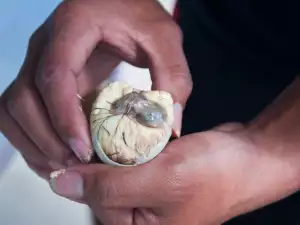 Balut