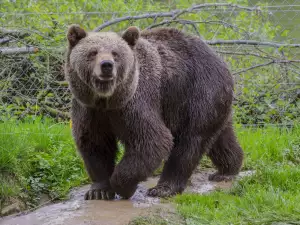 Мечка се опита да взломира къща заради ароматен сладкиш