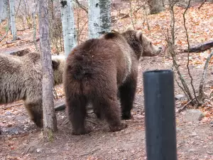 Оперират по спешност мечка, болна от рак