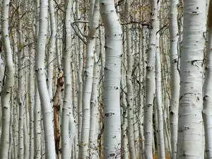 Birch talismans against negative energy and depression