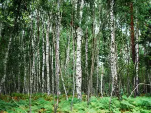 Брезата пази от негативна енергия и депресия