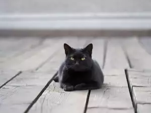 Black cat