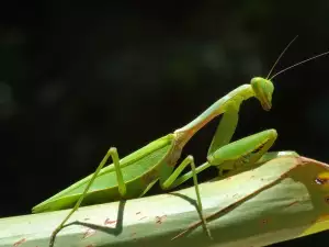 Superstitions about praying mantises