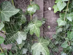 Spider Web