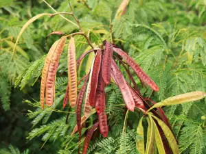 Carob tree