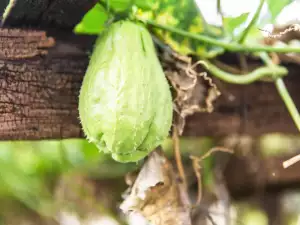 Chayote Fruit