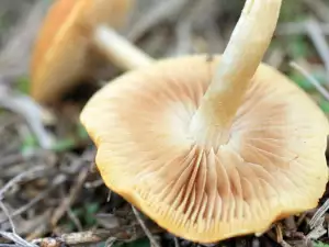 fresh Marasmius oreades