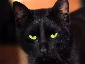 Black cat