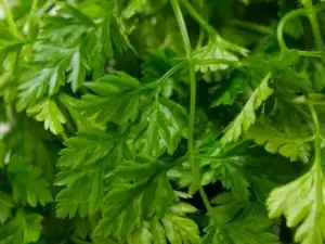 garden Chervil